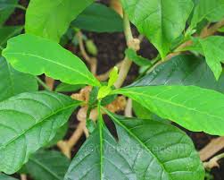 Image result for Voacanga africana