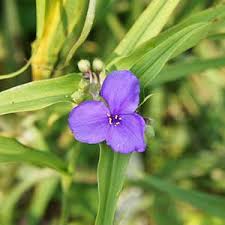 Image result for Cyanotis namuliensis