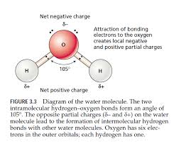 Why water is considered a polar molecule? Water In Plant Life Study Solutions