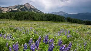 Maybe you would like to learn more about one of these? Going To Crested Butte S Wildflower Festival Here S Everything You Ll Need To Know