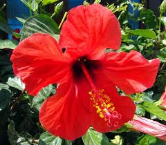 Dedahkan juga mengenai 5 prinsip rukun negara. Stratocratic Federation Of Kerajaan Agung Strafka