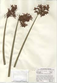 Image result for Cyperus articulatus