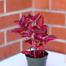 Image result for Iresine