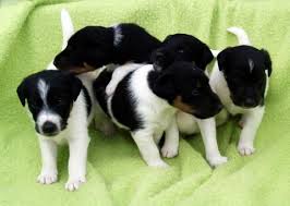 Image result for foxteriér hladkosrstý