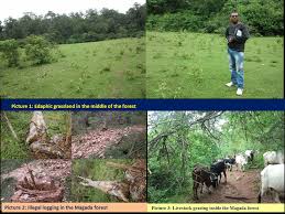 Image result for Girardinia bullosa