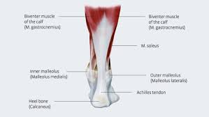 Don't forget to share this picture with others via. Achilles Tendon Anatomy And Importance