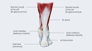 Knee tendons medical vector illustration scheme, anatomical diagram. Achilles Tendon Anatomy And Importance