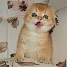 scottish fold scottish fold british shorthair available kittens 90 507 466 42 09 www kediperisi com www foldkedi com scottish fold yavru kediler kedi