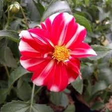 Pos tentang jual tanaman bunga online yang ditulis oleh thania florist. 8 Ide Bibit Tabulampot Tanaman Bunga Kembang Sepatu Buah