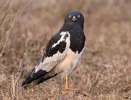 Pin By Amanda Van Rooyen On Birds Of Pray Pet Birds Bird Species Beautiful Birds