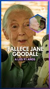 Jane Goodall nos enseñó a mirar a los animales y al mundo con otros  ojos🐒🌿… Su legado nos recuerda que todos somos parte de la naturaleza.