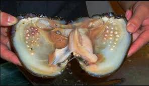 The Most Beautiful Things In Life Are Hidden Covered And Protected Pearls Diamonds Rubies And The Women Muslimah Oysters Pearls Clams