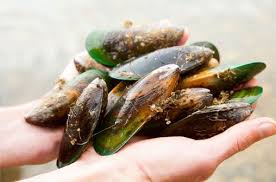 New Zealand Green Lipped Mussels With Crusty Bread The California Wine Club Recipes Green Lipped Mussel Sustainable Seafood Mussels