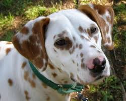 Lemon Spotted Dalmatian Dalmata Mascotas