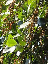 Image result for Bridelia ripicola