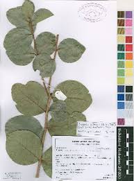 Image result for Eugenia capensis
