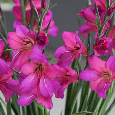 Image result for Gladiolus zambesiacus