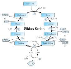 Maybe you would like to learn more about one of these? Siklus Krebs Skema Diagram Bagan Tahapan Proses Dan Hasil