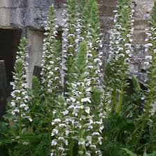 Image result for Oxyanthus latifolius