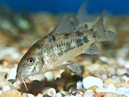 Hasil gambar untuk Corydoras