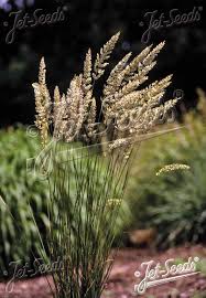 Image result for Koeleria