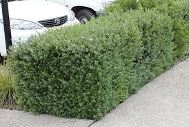 They provide shade and a softened visual wall for privacy. Top 10 Hedging And Screening Plants