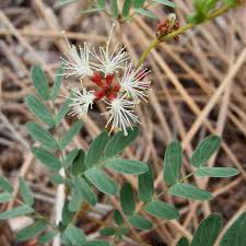 Image result for Calliandra
