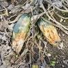 When pruning zucchini plant leaves, take care not to remove all the leaves. 3