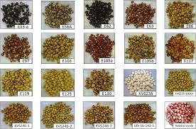 Image result for Vigna subterranea