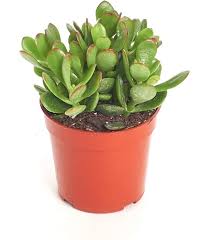Image result for Crassula lanceolata
