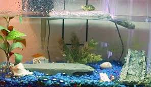 معلومات عن السلاحف متع عقلك Amino Amino