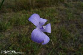 Image result for Wahlenbergia erecta