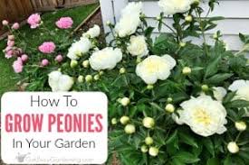 About private stock peony plants. Peonies Care Guide How To Grow Peony Plants Get Busy Gardening