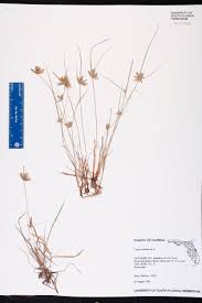 Image result for Pycreus flavescens