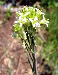 Image result for Turritis glabra