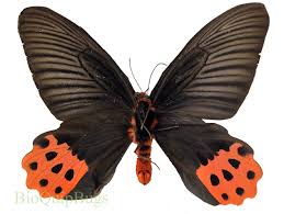 Image result for Arthropteris anniana