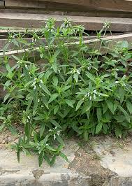 Image result for Leucas milanjiana