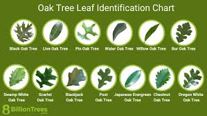 Image result for white oak leaf