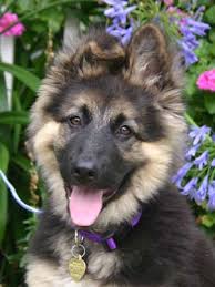 puppy
