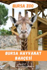 bursa hayvanat bahcesi nerede giris ucreti ve tum detaylar hayvan bursa geziler