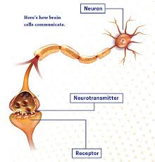 Euphoria, pharmacological pleasure and intense cocaine craving share basis in this system. Drugs And The Brain National Institute On Drug Abuse Nida