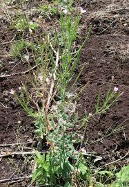 Image result for Epilobium stereophyllum