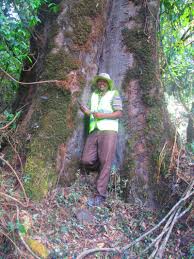 Image result for Albizia schimperiana