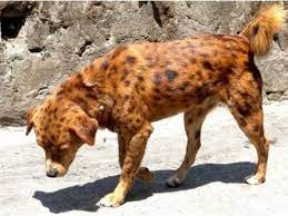 This list of dogs in the indian subcontinent, we hope will help with the following. 7 Amazing Indian Dog Breeds From The Bakharwal To The Dhole Pethelpful