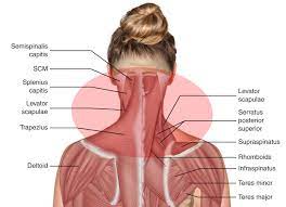 This mri shoulder axial cross sectional anatomy tool is absolutely free to use. Neck Shoulders Fusionteachertraining Com