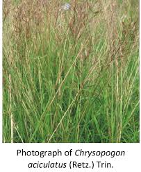 Image result for Chrysopogon