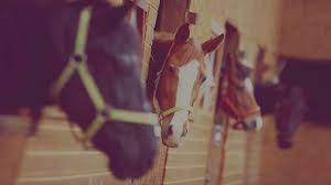 Check spelling or type a new query. Equine Horse Insurance Quotes Aviva Canada