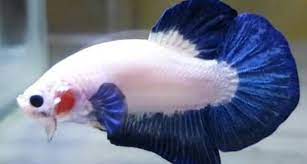 Gemulai Ikan Cupang Saat Pademi