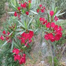 Yetiştirmesi de oldukça kolay olan bahçe çiçeklerini hazırladık. Ideasepet Tuplu Assato Kirmizi Cicek Acan Zakkum Fidani Fiyati