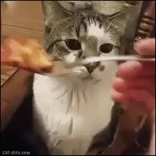 Admin january 3, 2014 0 comments. Funny Cat Gif When Your Cate Hates Human Food Haha Do Not Want That Sh T Cats Funny Cats Funny Gif